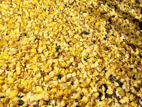 銀杏千年，等候的是秋的思念