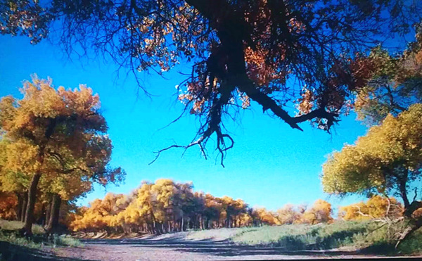 走進(jìn)內(nèi)蒙額濟(jì)納，與胡楊林的美撞個滿懷