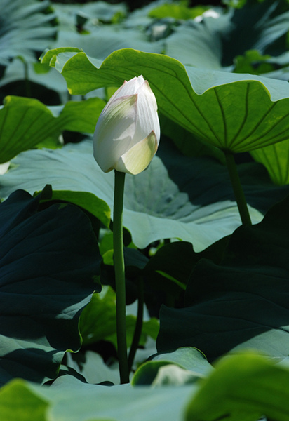 看取荷花凈，應(yīng)知不染塵