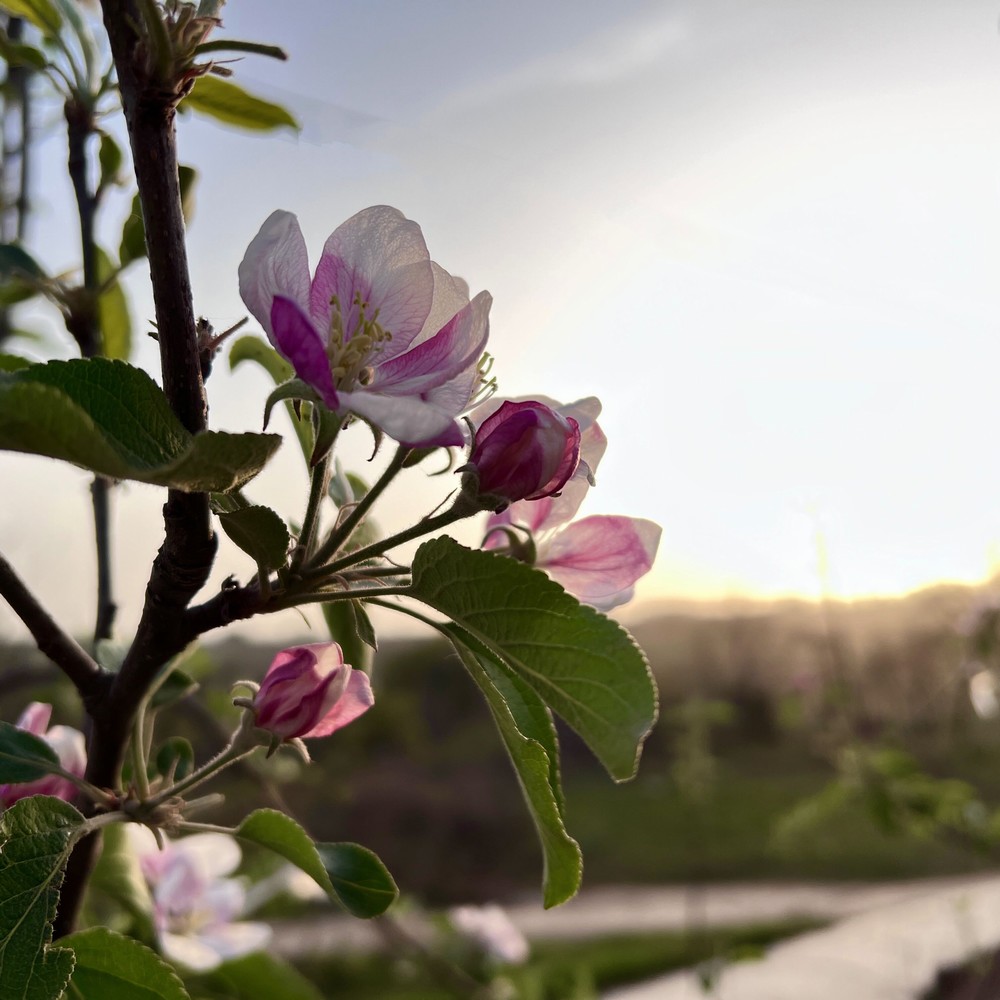 花開(kāi)成景 花落成詩(shī)