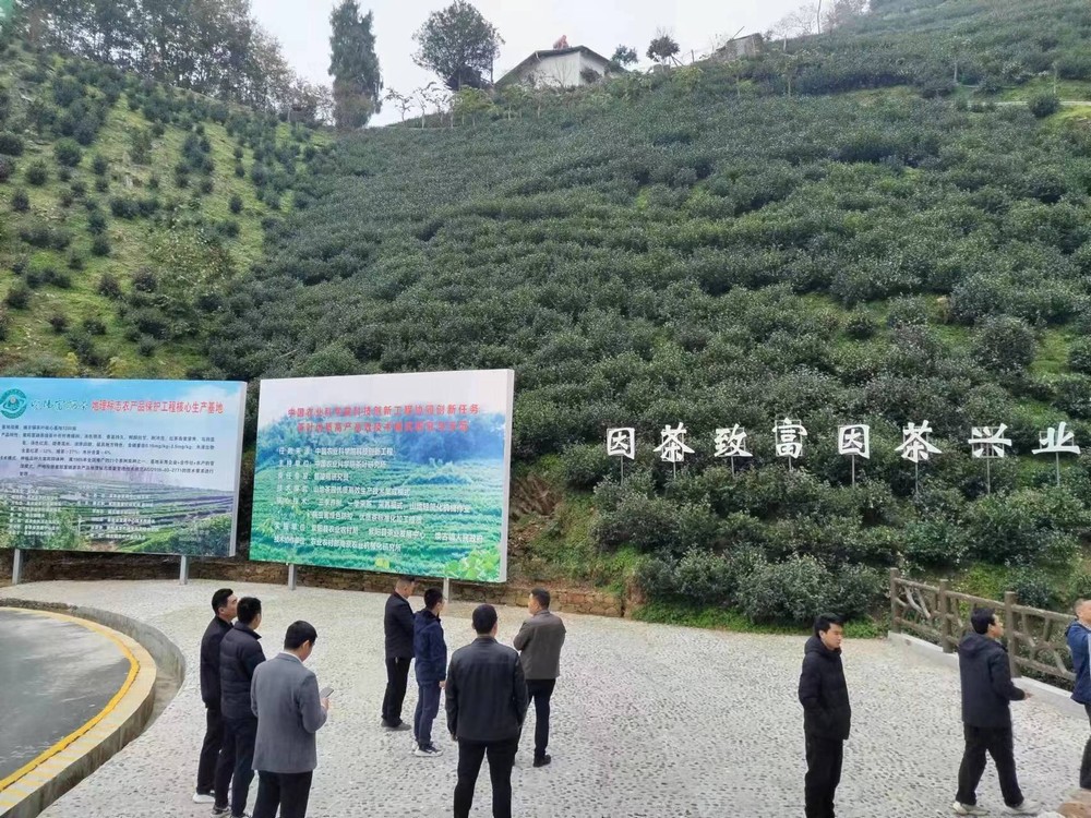 陜煤建設駐村工作隊“走出去”尋覓茶產業(yè) 發(fā)展良方