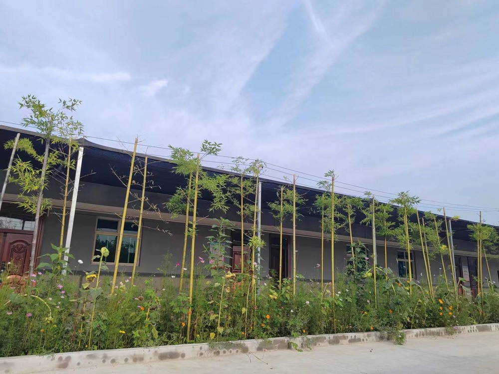 建筑工地辦公室前的心靈綠洲