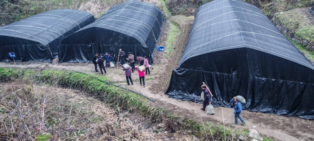 陜煤建設(shè)定點(diǎn)幫扶村：學(xué)哪吒永破萬難   羊肚菌產(chǎn)業(yè)從“菌”疑到豐收蝶變