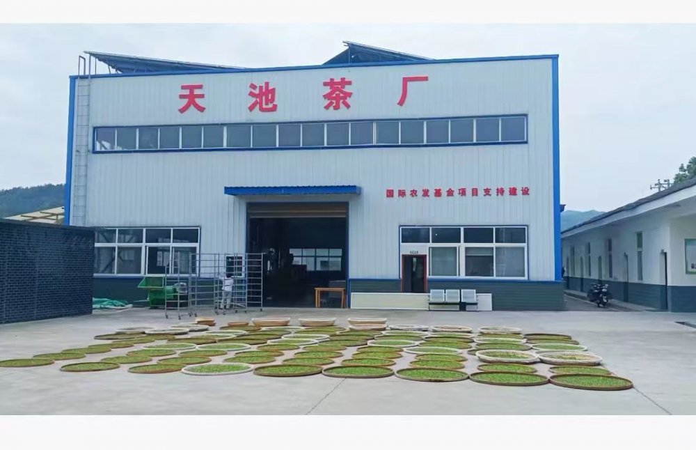 陜煤建設定點幫扶村：百畝茶園托起鄉(xiāng)村振興“綠引擎”